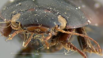 Media type: image;   Entomology 6054 Aspect: head frontal view